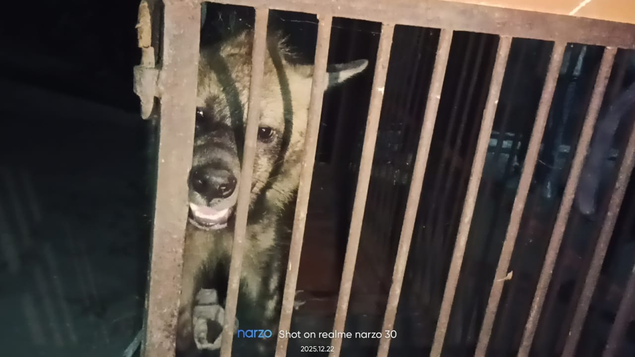 वन विभाग की टीम ने कड़ी मशक्कत से पकड़ा जंगली हाइना